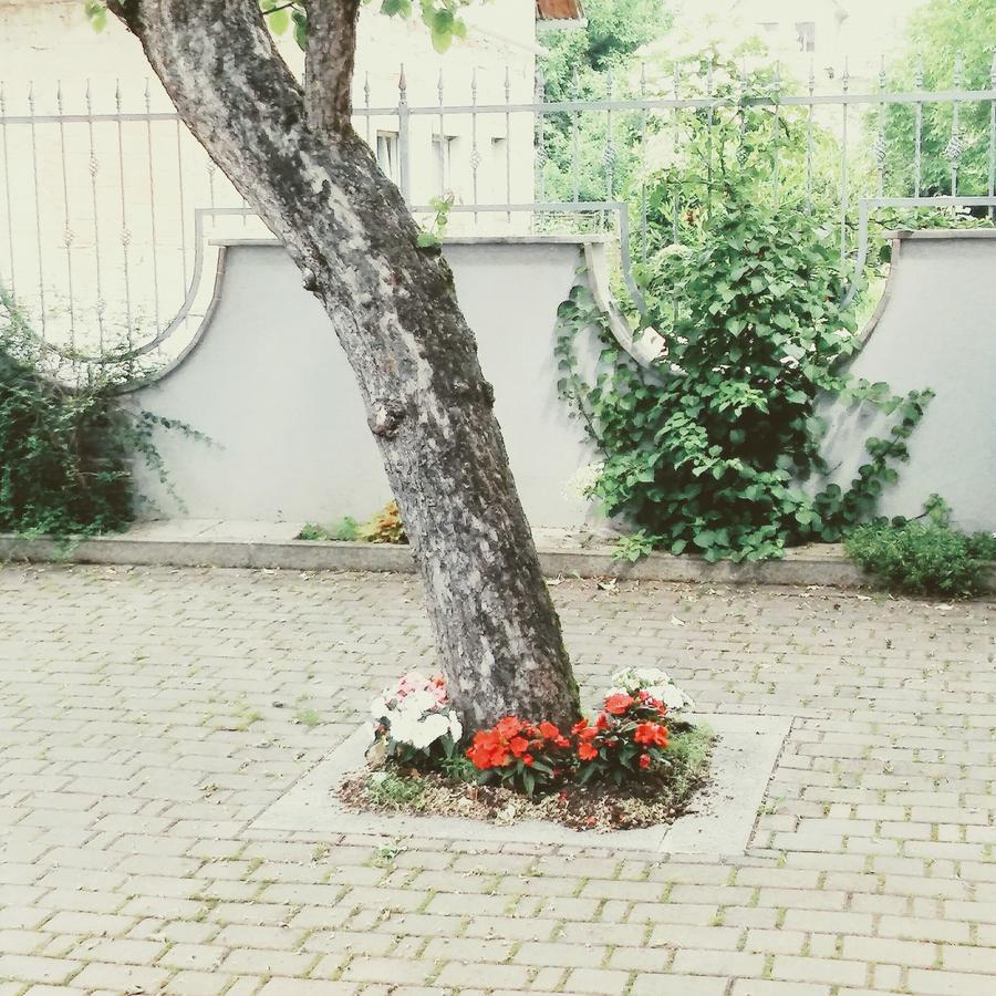 Prenocisca Angelin Hram, Tiny Apartments Markovec 외부 사진